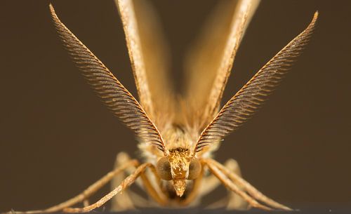 Kleine herculesspanner.