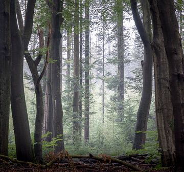 Forêt hantée sur Koen Boelrijk Photography