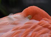 Wildlife: Cubaanse of Rode Flamingo van Rini Kools thumbnail
