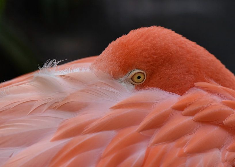 Wildlife: Cubaanse of Rode Flamingo van Rini Kools