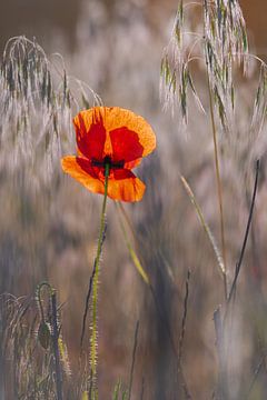 Papaver in achtergrondverlichting van Kurt Krause