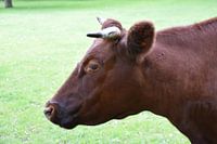 Taurus