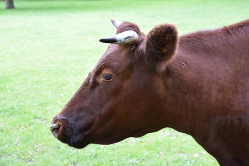 Stier