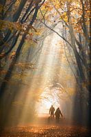 Foggy Autumn Day