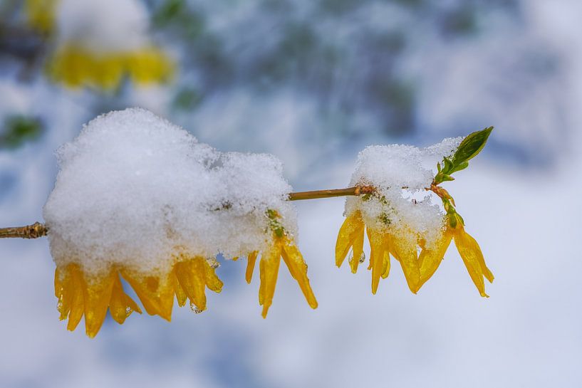 Snow covered flowers from a forsythia shrub by ManfredFotos