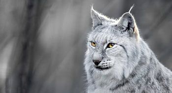 Lynx