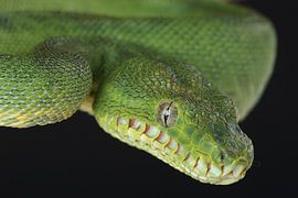 Emerald Tree Boa (Corallus caninus)