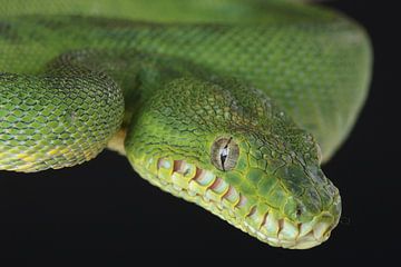 Groene Hondskopboa (Corallus caninus) van Ronald Pol