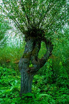 Pollard willow in the Rhoonse Grienden by FotoGraaG Hanneke