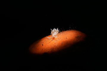 Cratena simba (nudibranch, Thecacera pacifica, Tulamben, Bali, Indonesië