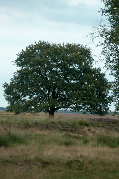 Natuurgebied  by Johan Mulder