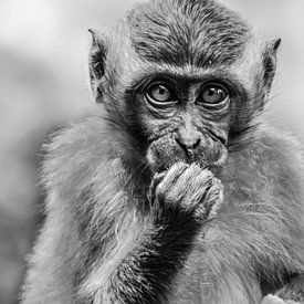 Jeune singe à Ubud, Indonésie, en noir et blanc sur Maureen Materman