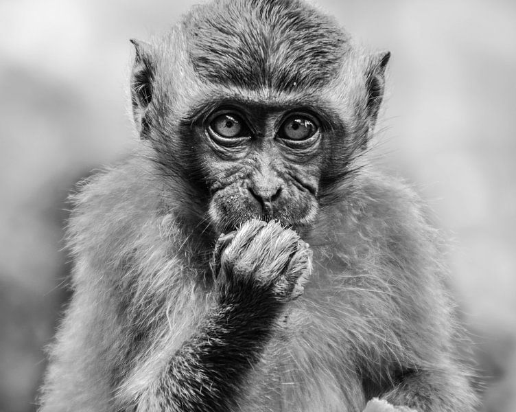 Jeune singe à Ubud, Indonésie, en noir et blanc par Maureen Materman
