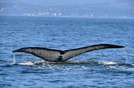 Humpback's tail fin by Jaap Voets thumbnail