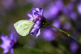 White in mauve by lieve maréchal