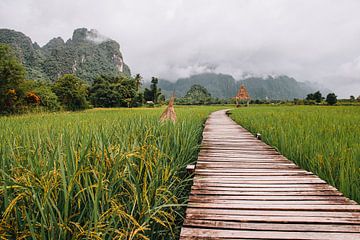 Rijstveld in Vang Vieng | Laos | Reisfoto van Expeditie Aardbol