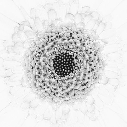 "High key" flower black and white 1
