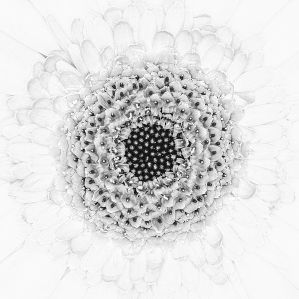 "High key" bloem zwartwit 1 van Albert Mendelewski