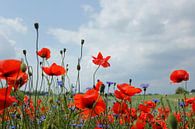 Klatschmohn von Ostsee Bilder Miniaturansicht