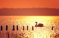 Zwaan in tegenlicht tijdens zonsondergang van Martijn van Dellen thumbnail