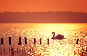 Cygne en contre-jour au coucher du soleil sur Martijn van Dellen