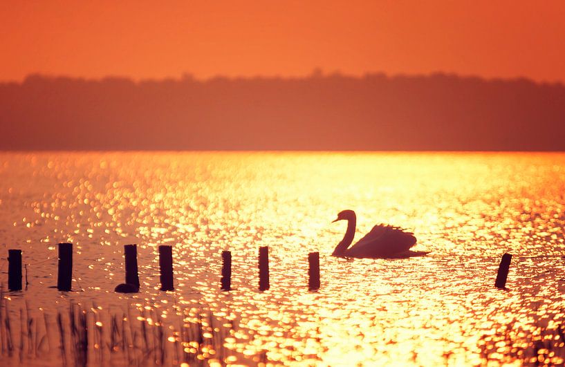 Zwaan in tegenlicht tijdens zonsondergang van Martijn van Dellen