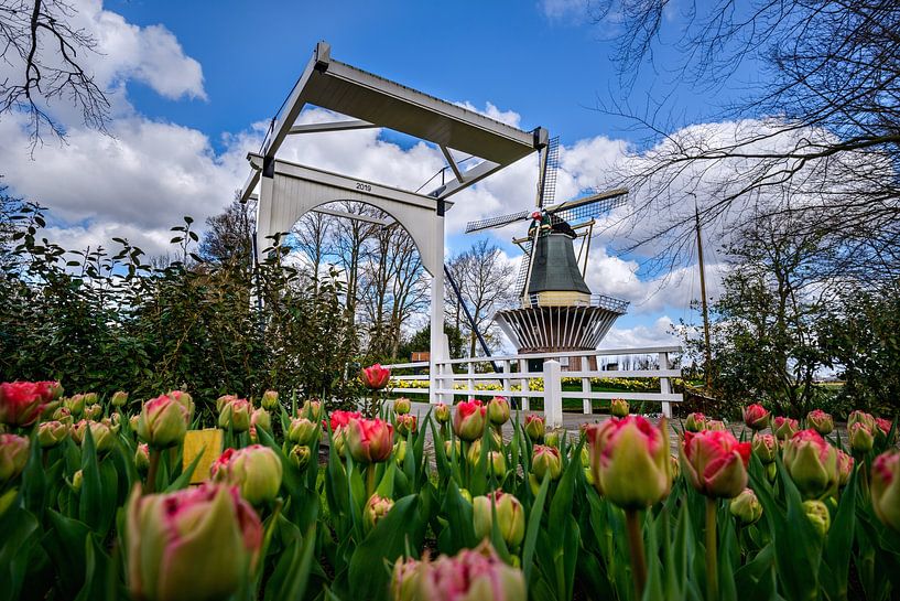 Keukenhof park on a beautiful spring day by Chi