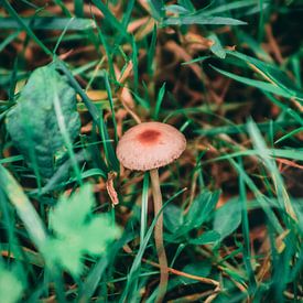 einsamer Pilz im Gras von Rinaldo Ten zijthoff