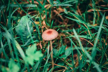 eenzame paddenstoel tussen gras van Rinaldo Ten zijthoff