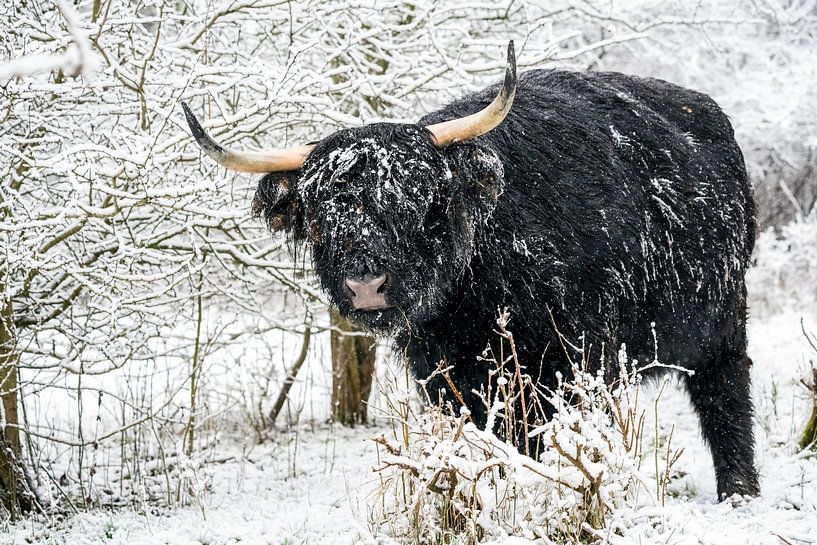 Galloway in the snow by Marcel Derweduwen