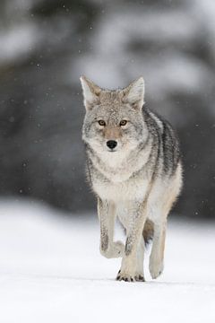 Coyote * Canis latrans * on its way, frontal shot van wunderbare Erde