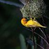 Webervogel, Ploceidae, Widahfinken beim Nestbau von Fotos by Jan Wehnert