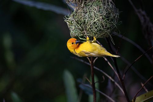 Wevervogel, Ploceidae, Widahvinken die een nest bouwen