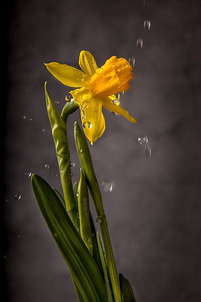 Narcis regen van natascha verbij