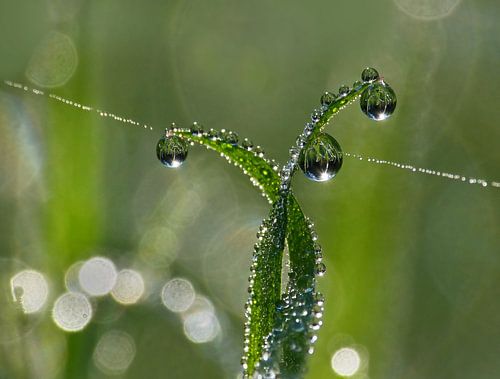 Feest-Gras (Groen gras met bokeh)