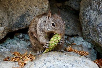 Eekhoorn (Squirrel) in Yosemite van Nadine V.