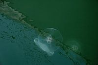 Kwallen in groen water