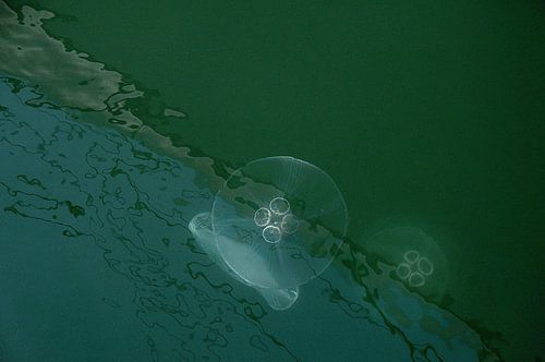 Kwallen in groen water