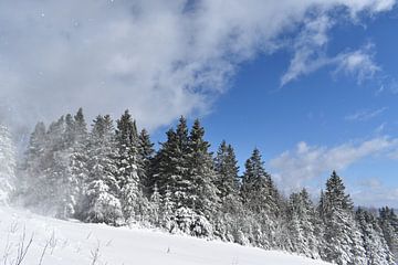 Ein verschneiter Wald unter blauem Himmel von Claude Laprise