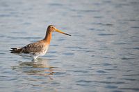 Grutto staand in het water