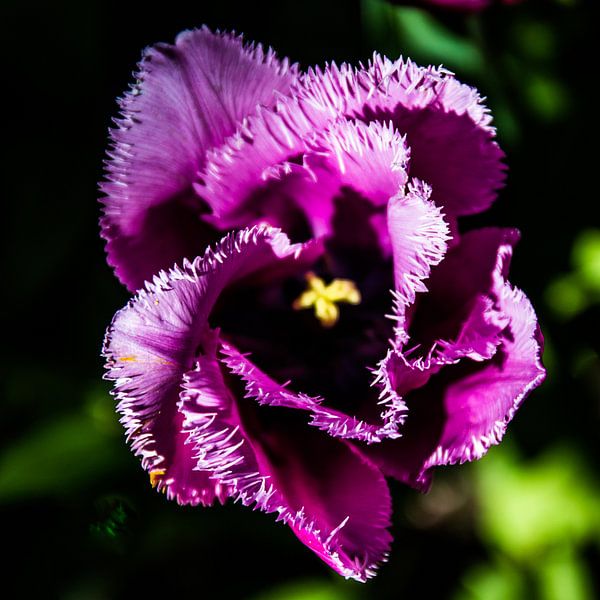 De schoonheid van een simpele tulp par Mike Bot PhotographS