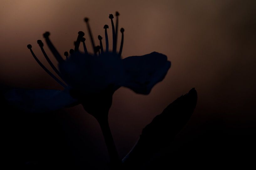 Bloesemsilhouet van Anita van Hengel