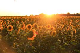 Sonnenblumen von Thomas Jäger