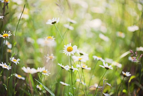 Flowers van Lizet Beek