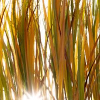 Sonnenlicht durch Gras