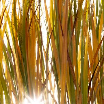 Sunlight trough grass van Lynlabiephotography