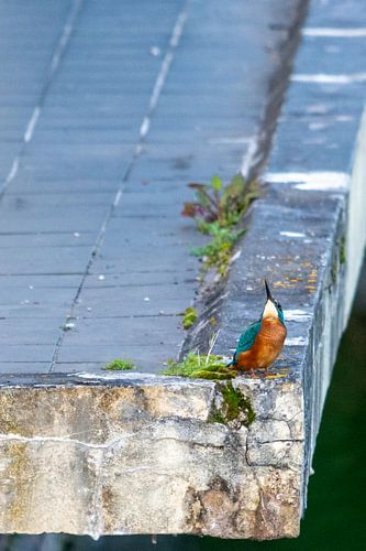 Ijsvogel kijkt naar boven