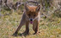 Young fox