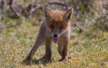 Young fox