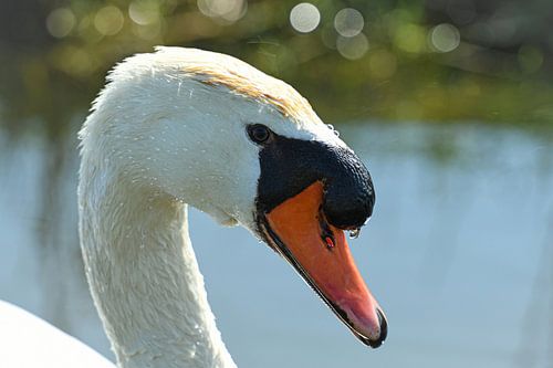 Großer weißer Wasservogel